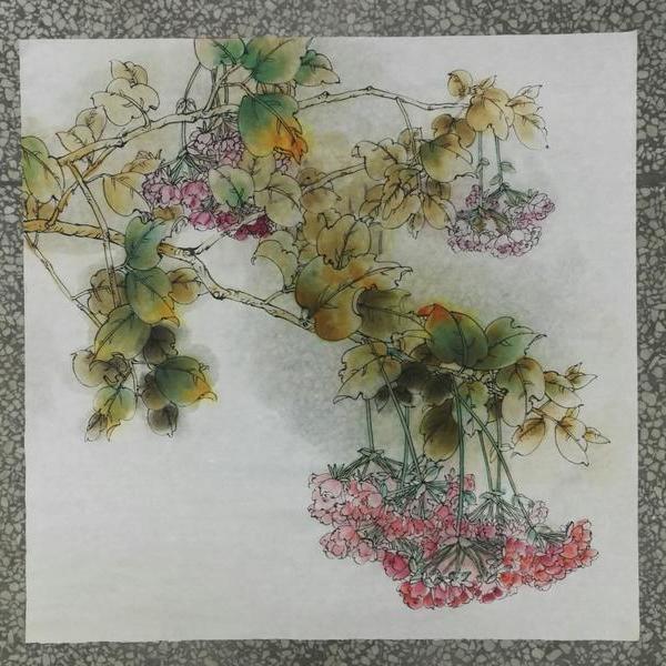 赵保国-非洲芙蓉