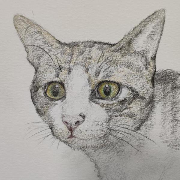 缅因猫 - 苏大朝的作品 | artand - 与艺术家面对面的在线画廊