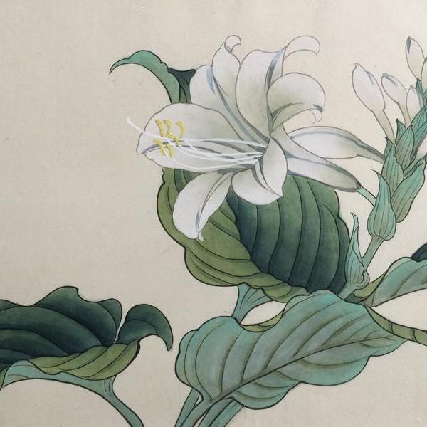 童萌-百花图谱·玉簪花