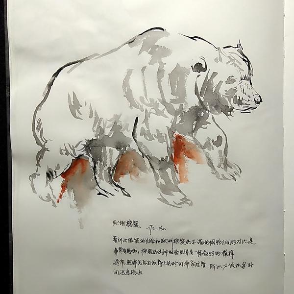 赵功宇-欧洲棕熊