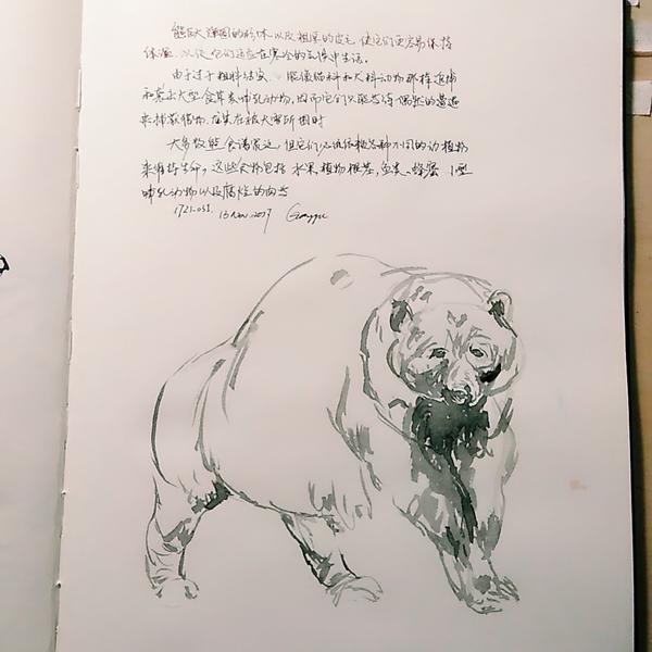 熊2017年作品欧洲棕熊2017年作品金刚鹦鹉2017年作品金刚鹦鹉2017年