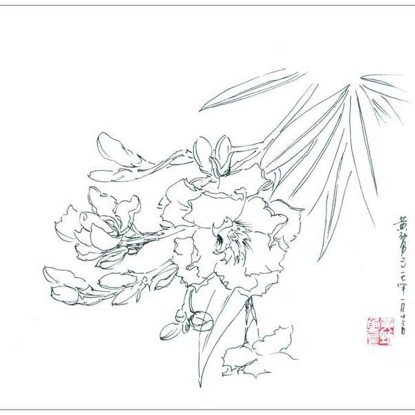 黄劲勇-夹竹桃的花