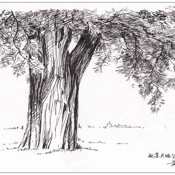 黄劲勇-天坛公园古柏树