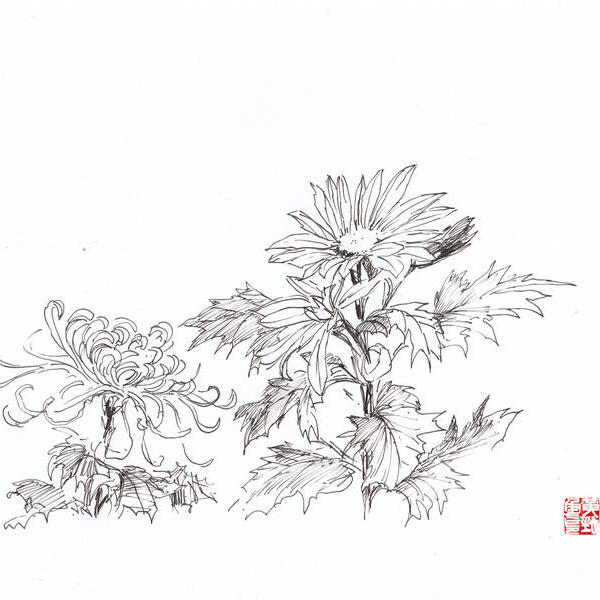 黄劲勇-画菊三两朵