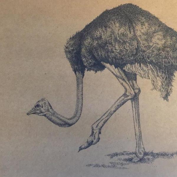 崔洋-动物系列-鸵鸟