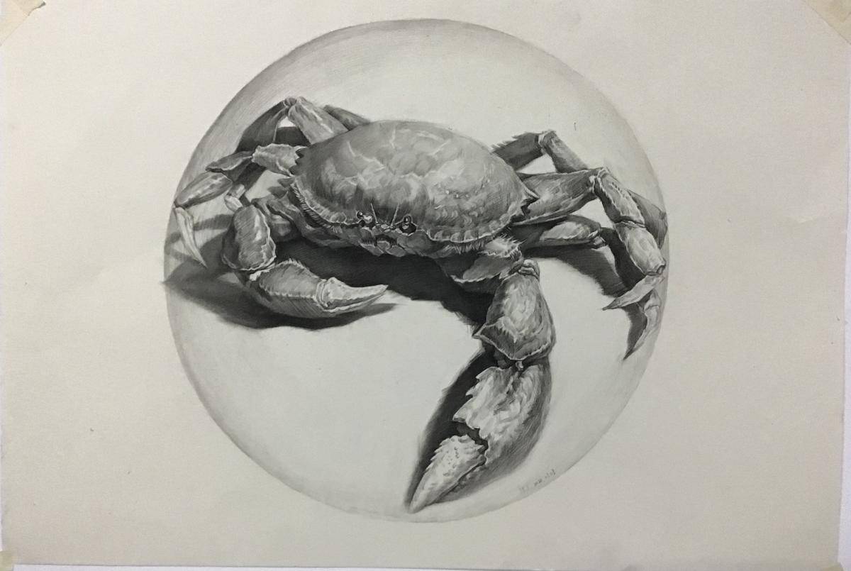陈今-素描螃蟹
