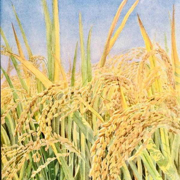 孙晓杰-金色的稻田