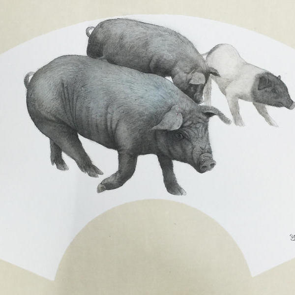 猪的工笔画精美图片图片