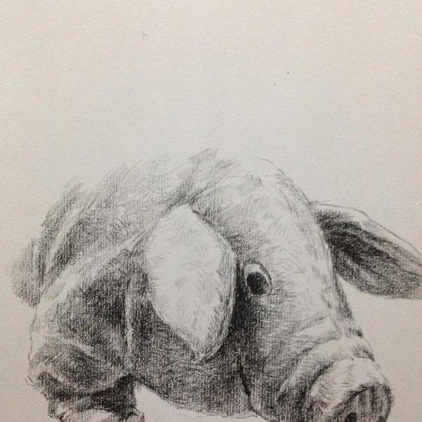 王中亭-小布猪手稿