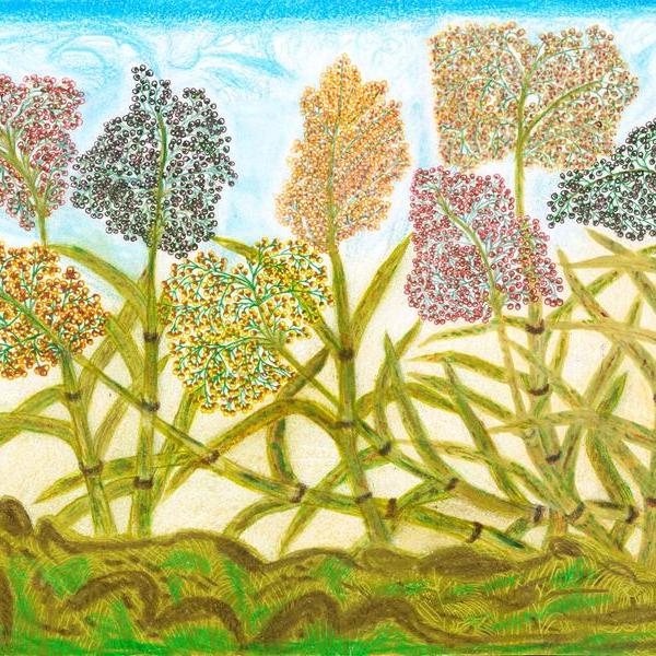 梵高奶奶-高粱 2