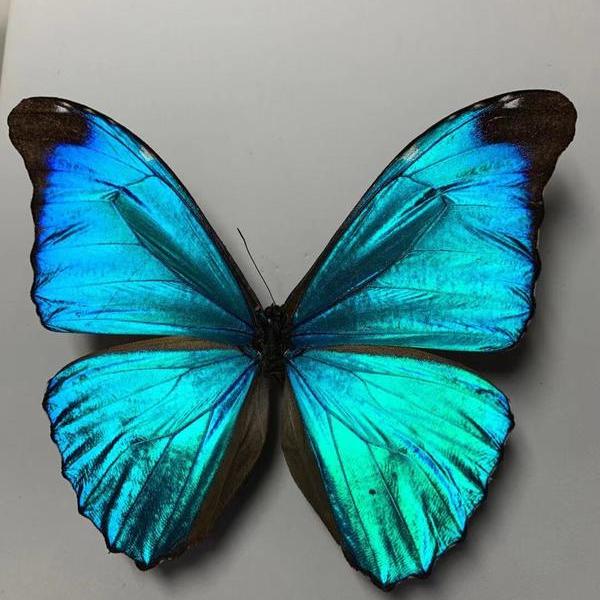 褚昊-稀有神秘绿闪蝶,亚马逊流域神秘种类,号称绿幽灵,世界美蝶排名第