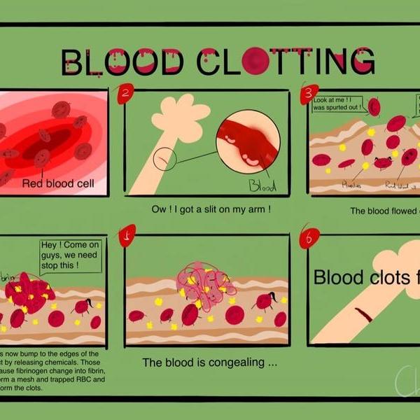 蒋辰阳-2019年的bio holiday hw-《blood clotting》