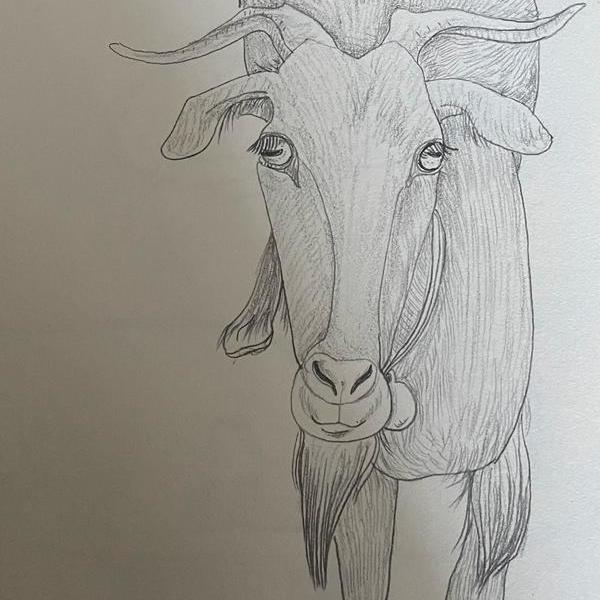 cassie-路上遇见一只羊