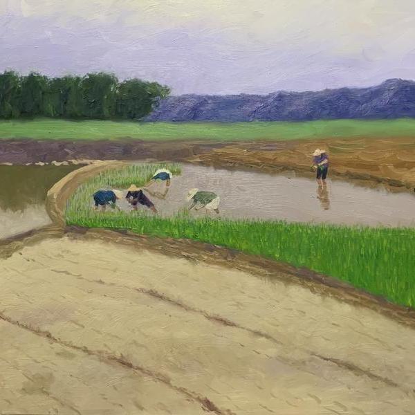 张警元-插秧