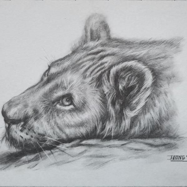 黄洪涛-素描动物作品系列- 狮子王
