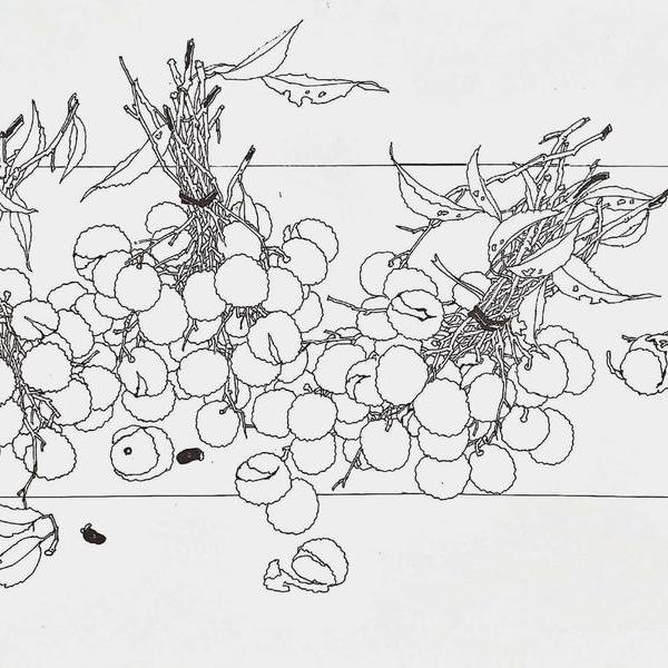 董佩佩-白描蔬果写生