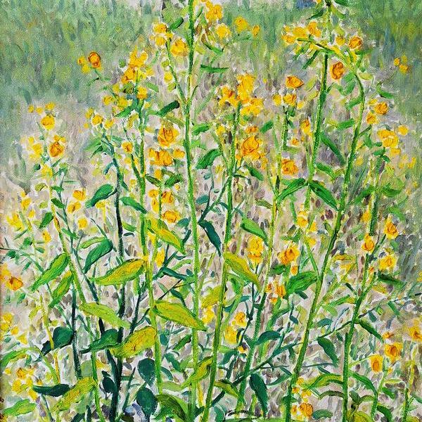 杨喻-《油菜花》写生