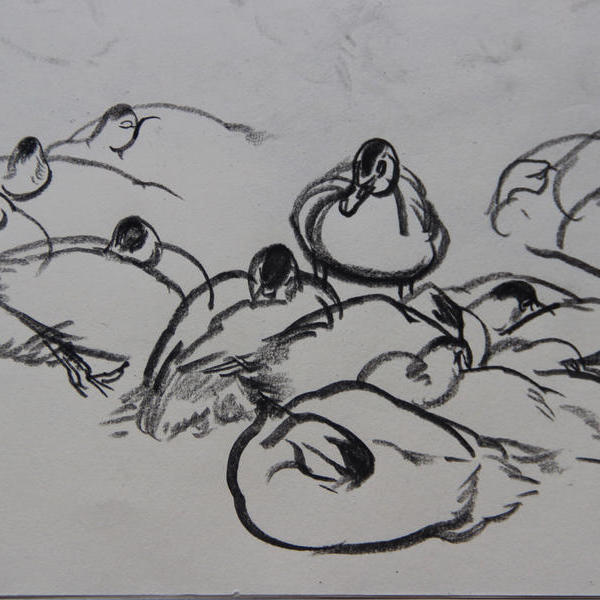 化州老家的鸭子1-张诗梦