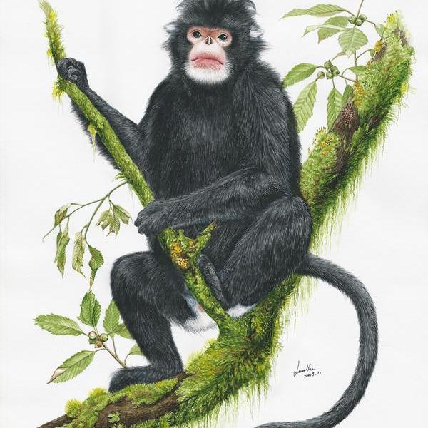 许宁-雄性怒江金丝猴