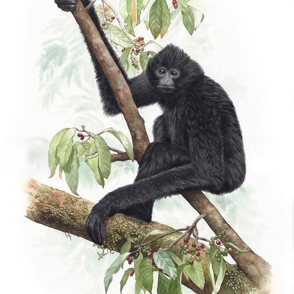 黑冠长臂猿画图片
