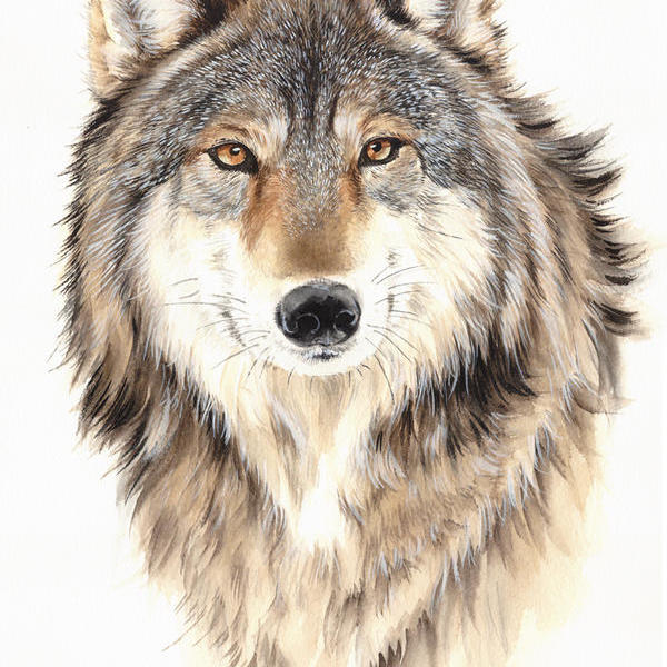 的苏门答腊虎2014年作品雄狮侧面头像2014年作品北美盘羊2014年作品